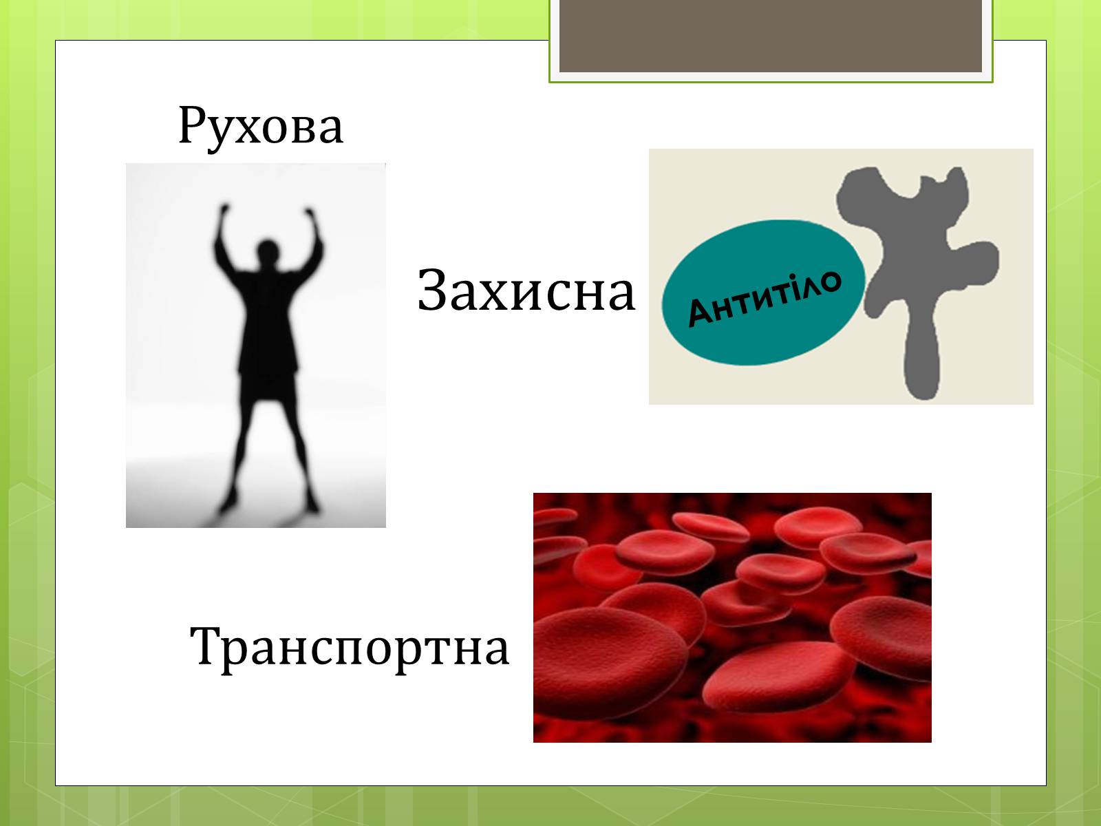 Презентація на тему «Ферменти» - Слайд #5 Презентація на тему «Ферменти» - Слайд #5
