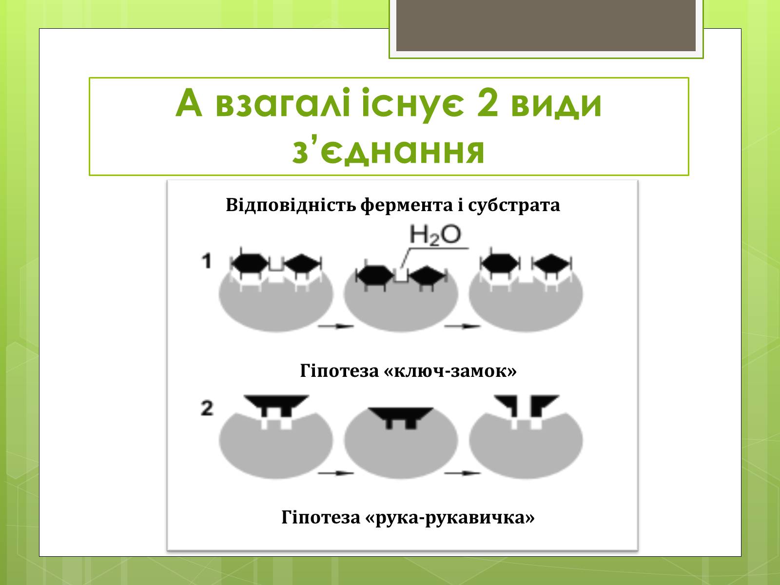 Презентація на тему «Ферменти» - Слайд #9 Презентація на тему «Ферменти» - Слайд #9