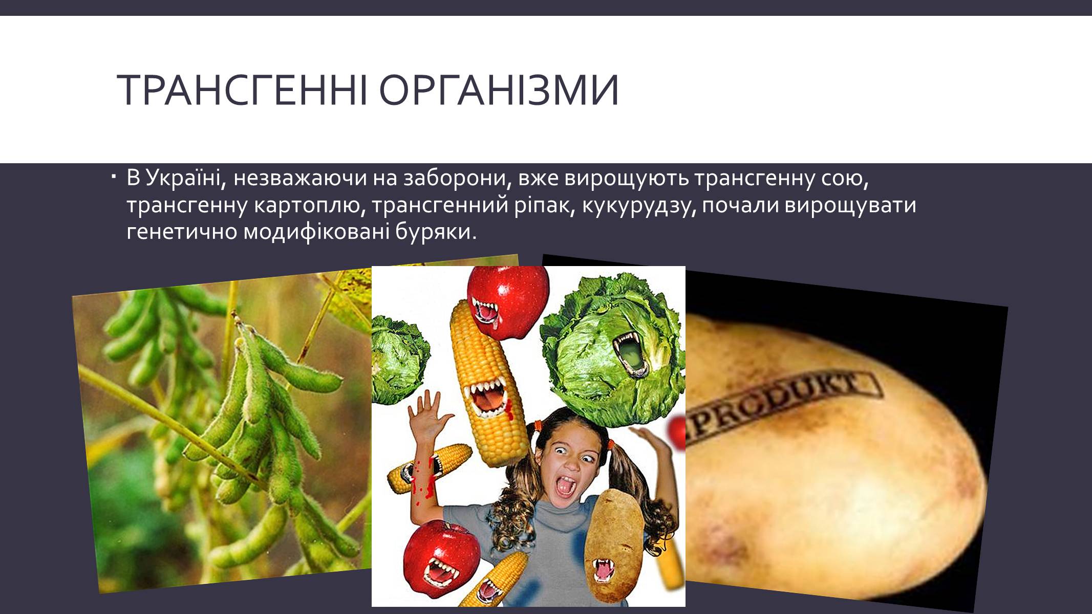 Презентація на тему «Химерні та трансгенні організми» (варіант 3) - Слайд #12 Презентація на тему «Химерні та трансгенні організми» (варіант 3) - Слайд #12