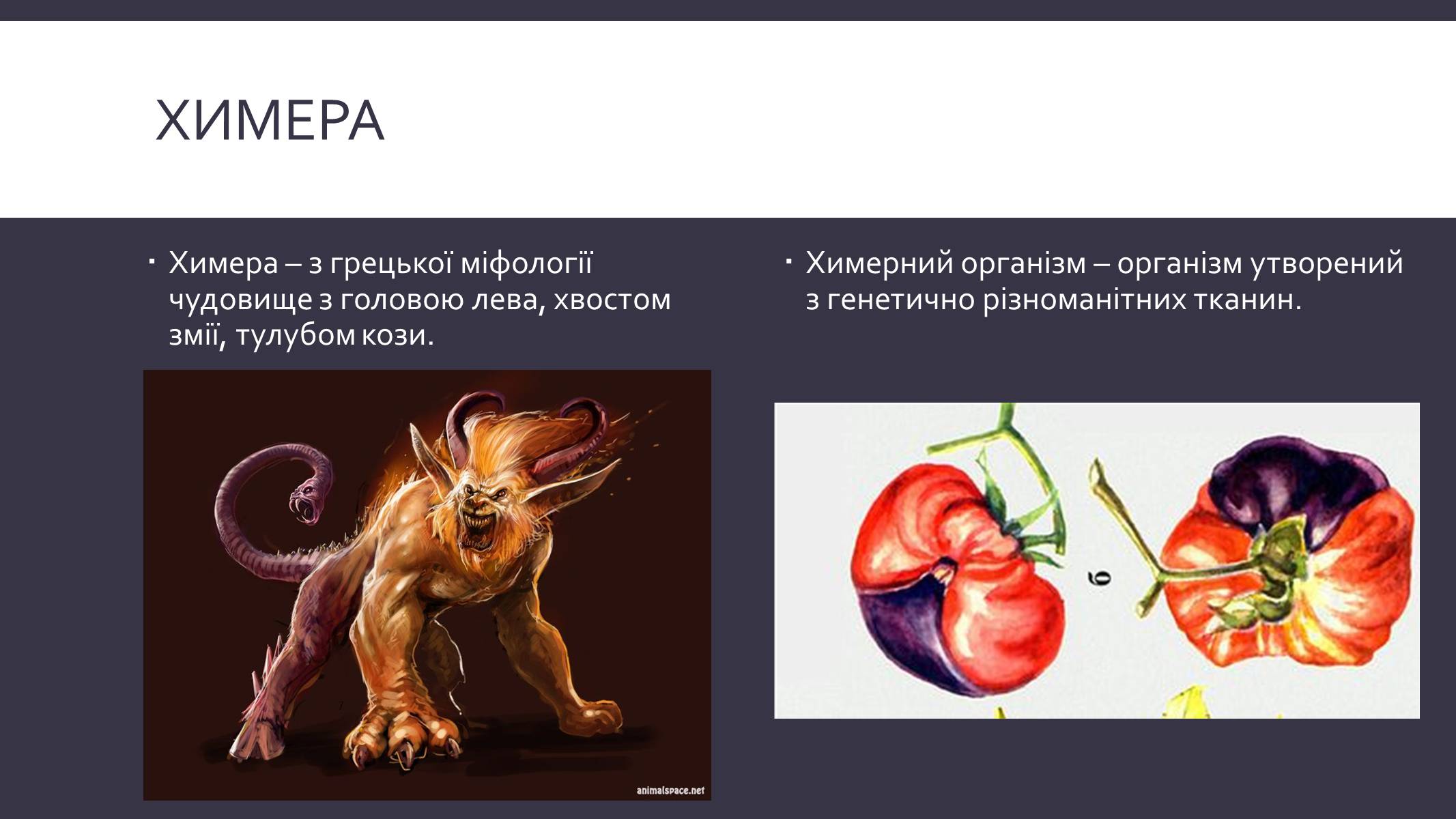 Презентація на тему «Химерні та трансгенні організми» (варіант 3) - Слайд #2 Презентація на тему «Химерні та трансгенні організми» (варіант 3) - Слайд #2