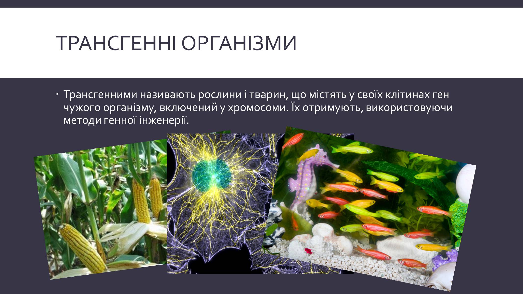 Презентація на тему «Химерні та трансгенні організми» (варіант 3) - Слайд #7 Презентація на тему «Химерні та трансгенні організми» (варіант 3) - Слайд #7