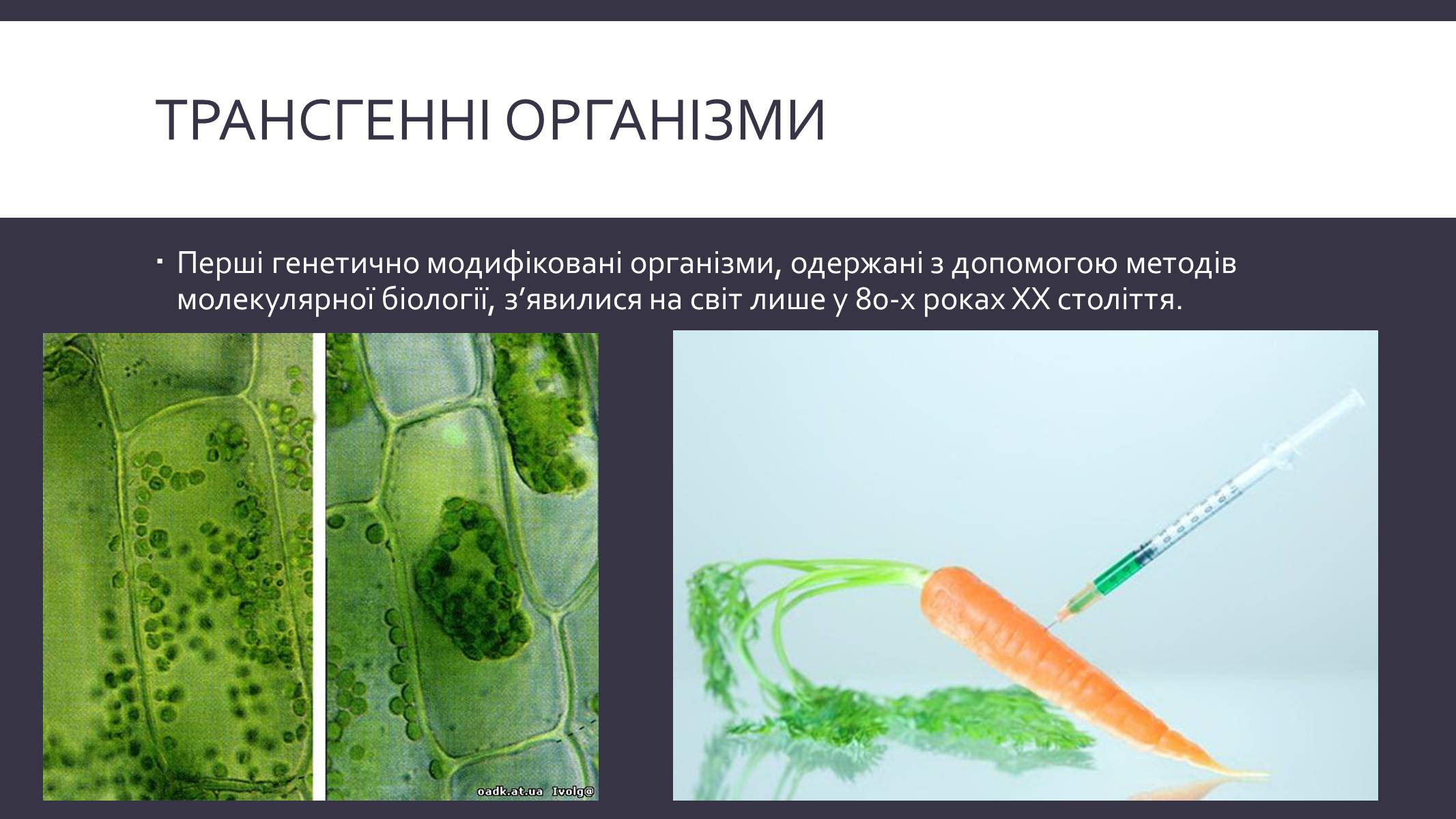 Презентація на тему «Химерні та трансгенні організми» (варіант 3) - Слайд #8 Презентація на тему «Химерні та трансгенні організми» (варіант 3) - Слайд #8