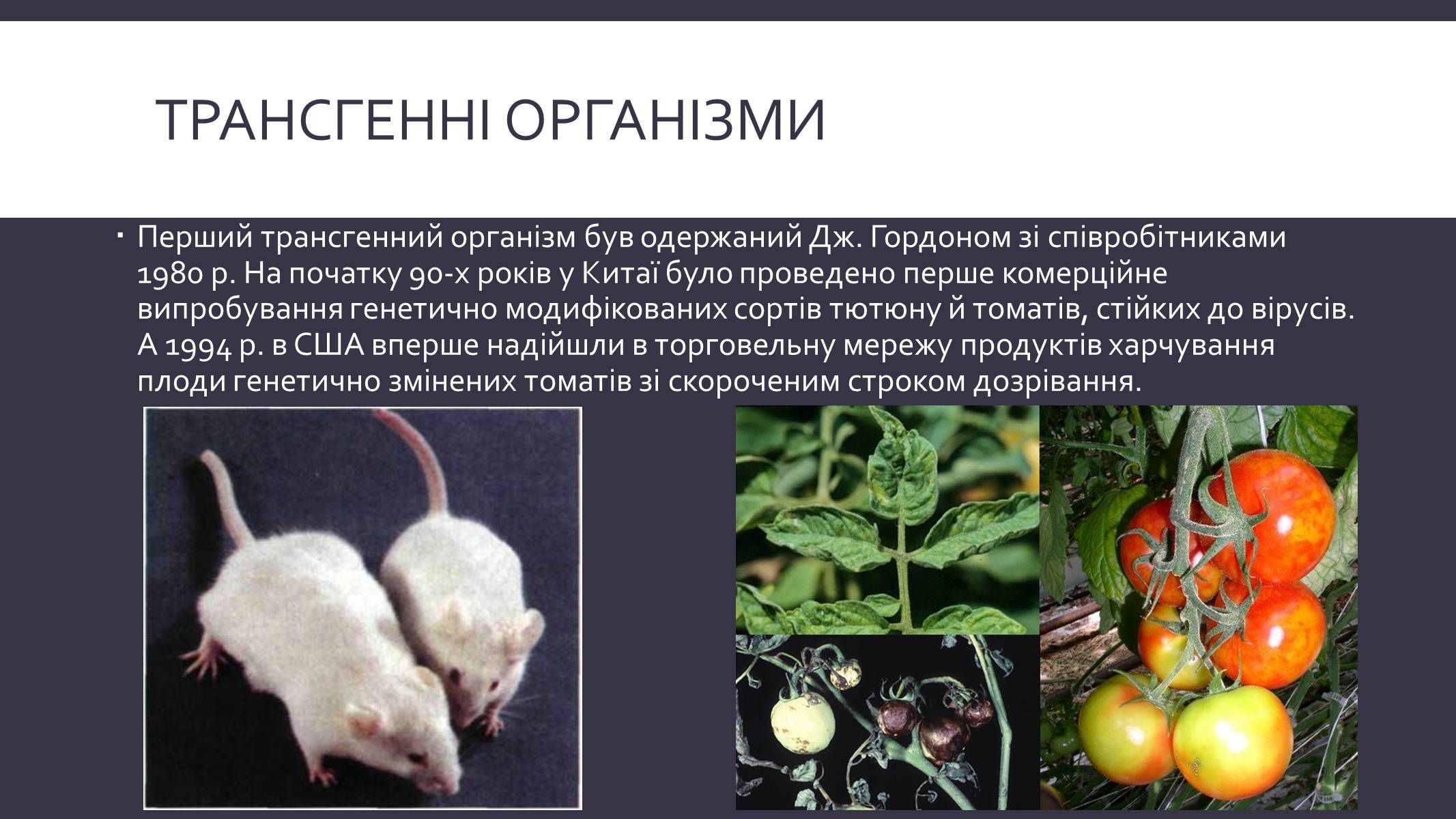 Презентація на тему «Химерні та трансгенні організми» (варіант 3) - Слайд #9 Презентація на тему «Химерні та трансгенні організми» (варіант 3) - Слайд #9