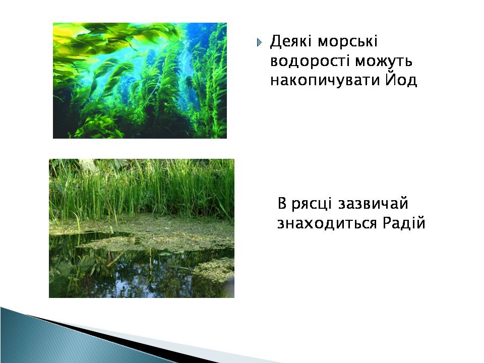 Презентація на тему «Елементний склад живих організмів» - Слайд #4 Презентація на тему «Елементний склад живих організмів» - Слайд #4