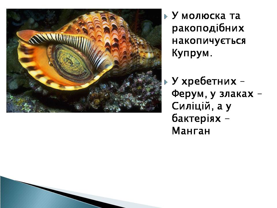 Презентація на тему «Елементний склад живих організмів» - Слайд #5 Презентація на тему «Елементний склад живих організмів» - Слайд #5