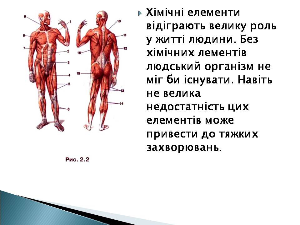 Презентація на тему «Елементний склад живих організмів» - Слайд #8 Презентація на тему «Елементний склад живих організмів» - Слайд #8