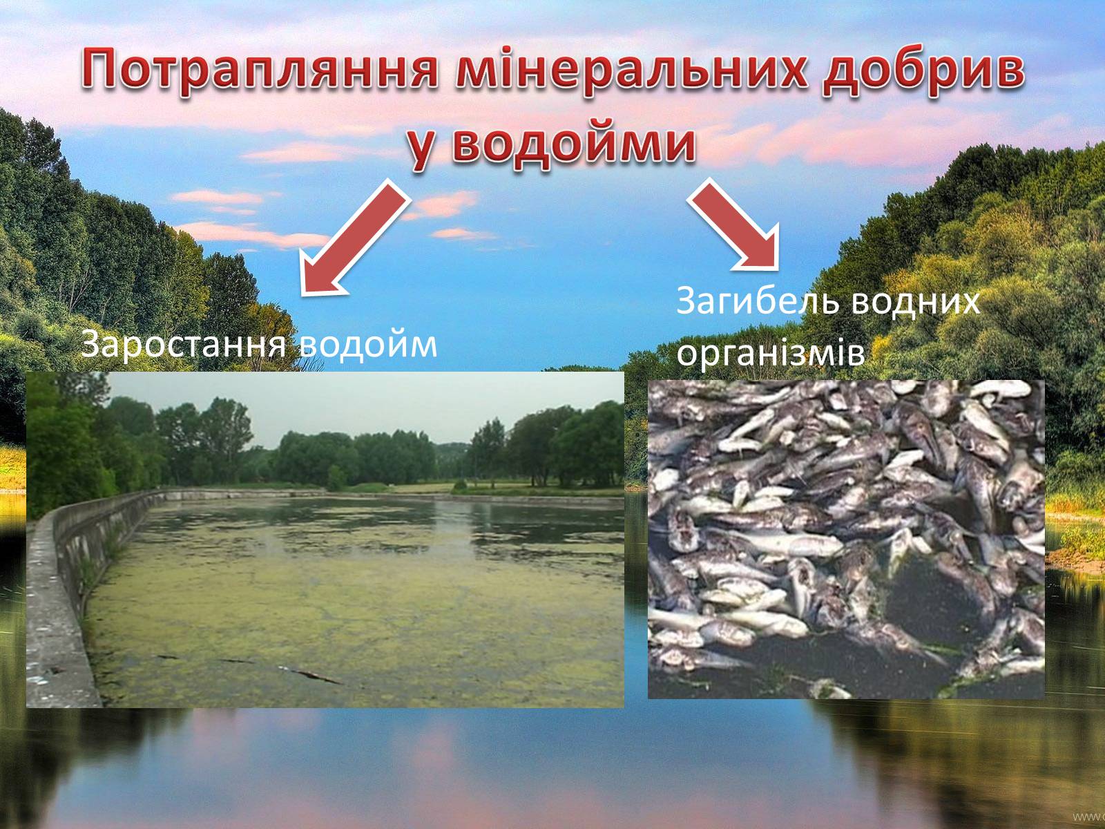 Презентація на тему «Раціональне використання добрив та проблеми охорони природи» - Слайд #9