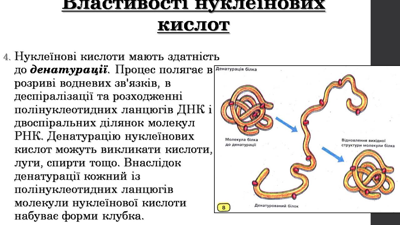 Презентація на тему «Нуклеїнові кислоти» (варіант 9) - Слайд #13 Презентація на тему «Нуклеїнові кислоти» (варіант 9) - Слайд #13