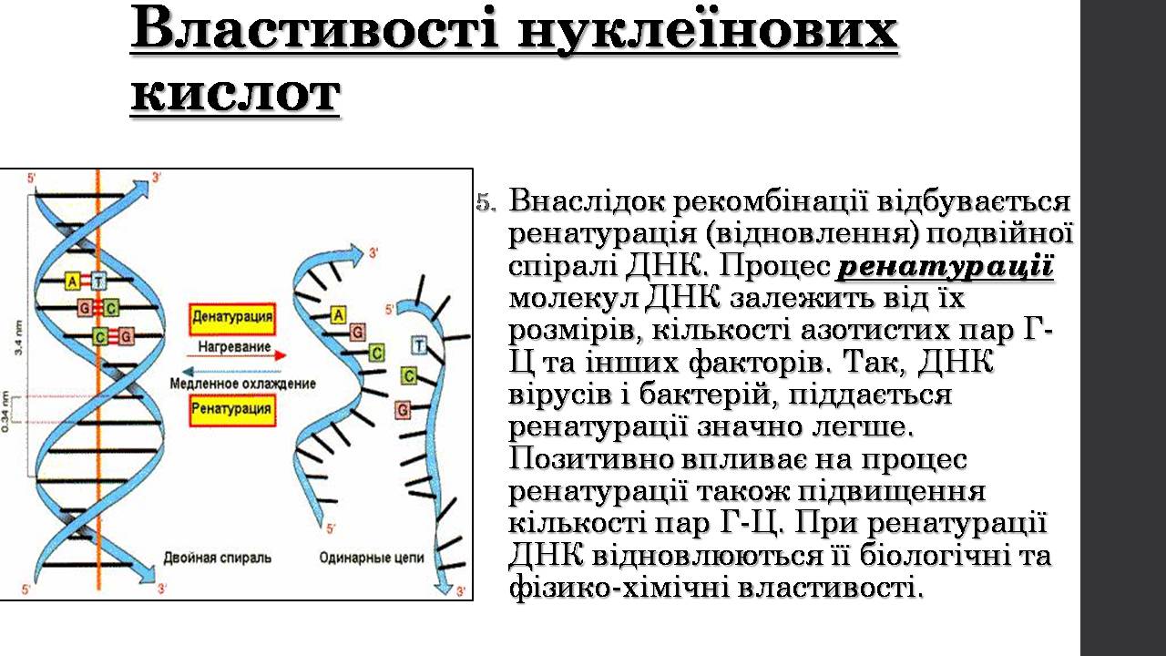 Презентація на тему «Нуклеїнові кислоти» (варіант 9) - Слайд #14 Презентація на тему «Нуклеїнові кислоти» (варіант 9) - Слайд #14