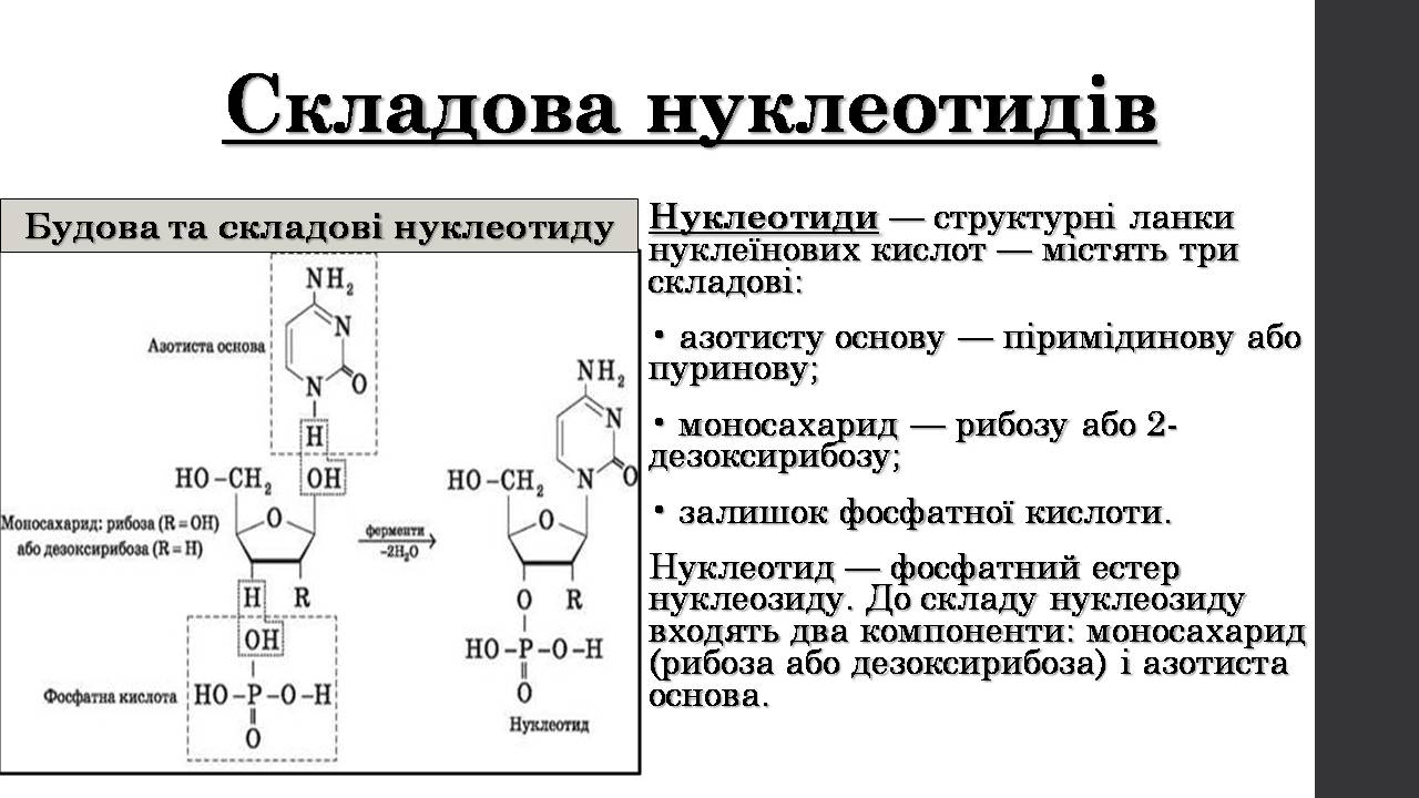 Презентація на тему «Нуклеїнові кислоти» (варіант 9) - Слайд #4 Презентація на тему «Нуклеїнові кислоти» (варіант 9) - Слайд #4