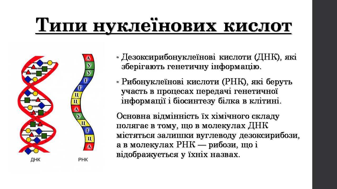 Презентація на тему «Нуклеїнові кислоти» (варіант 9) - Слайд #5 Презентація на тему «Нуклеїнові кислоти» (варіант 9) - Слайд #5