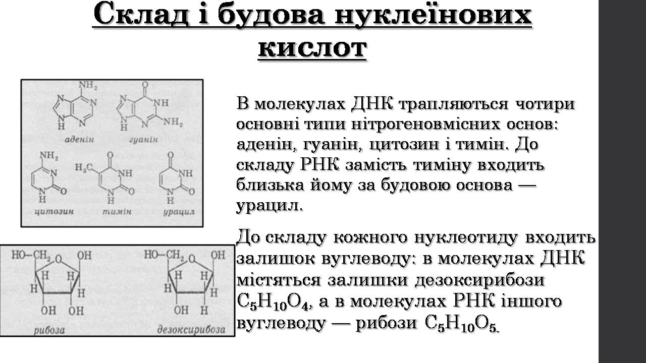 Презентація на тему «Нуклеїнові кислоти» (варіант 9) - Слайд #7 Презентація на тему «Нуклеїнові кислоти» (варіант 9) - Слайд #7
