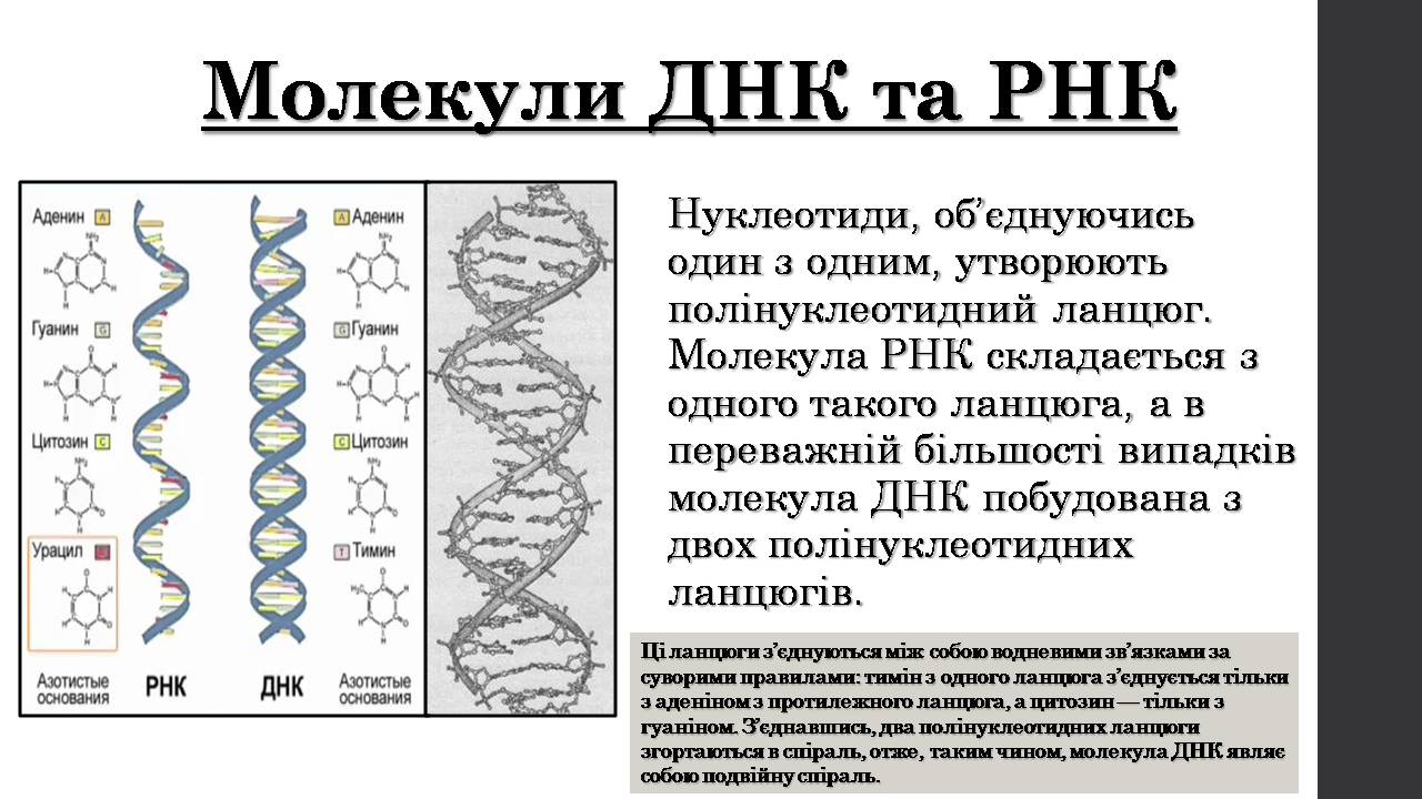 Презентація на тему «Нуклеїнові кислоти» (варіант 9) - Слайд #9 Презентація на тему «Нуклеїнові кислоти» (варіант 9) - Слайд #9