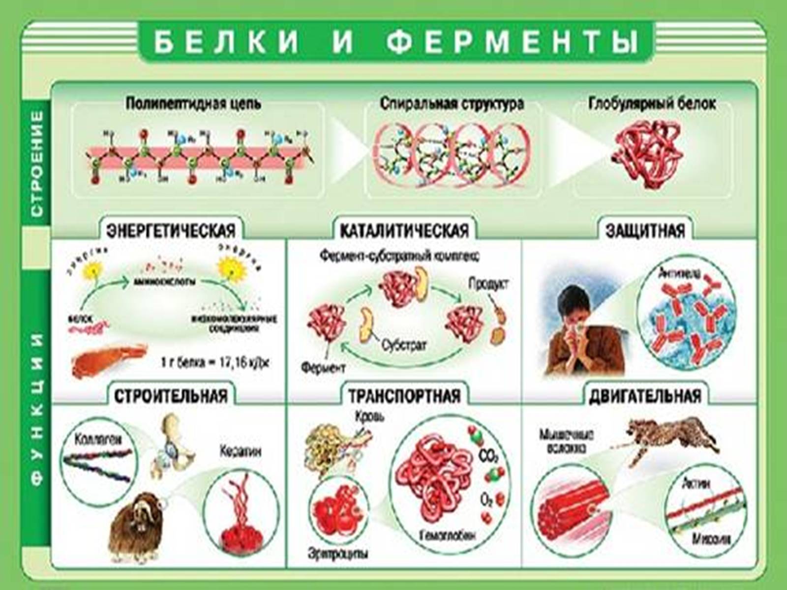 Презентація на тему «Жири, вуглеводи, білки, вітаміни як компоненти їжі» (варіант 1) - Слайд #12 Презентація на тему «Жири, вуглеводи, білки, вітаміни як компоненти їжі» (варіант 1) - Слайд #12