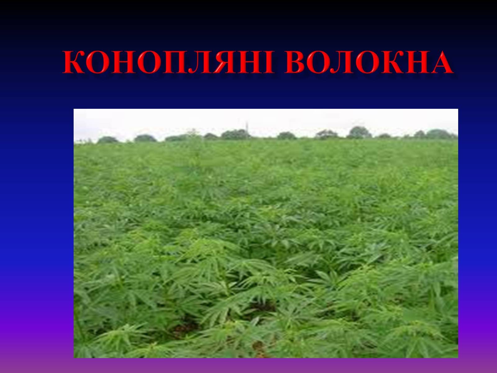Презентація на тему «Природні волокна» (варіант 1) - Слайд #7 Презентація на тему «Природні волокна» (варіант 1) - Слайд #7