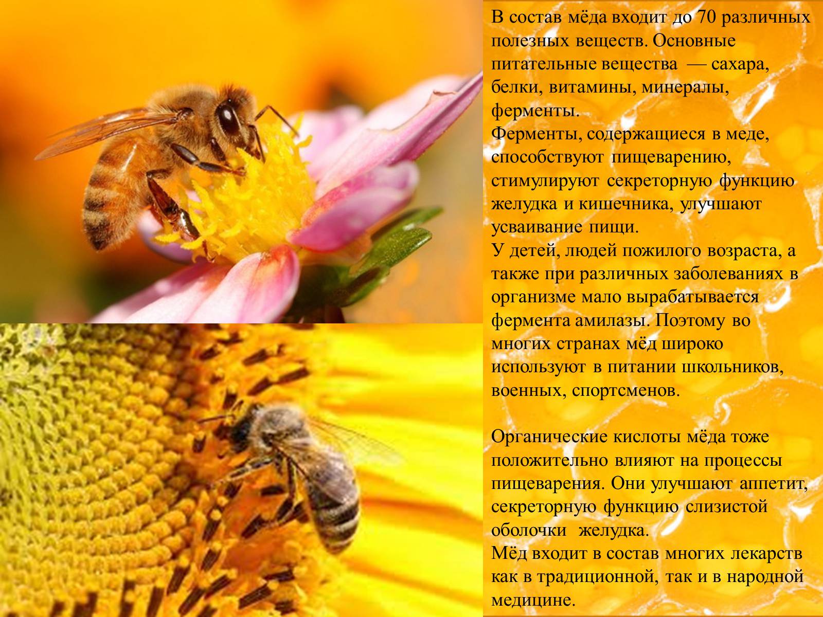 Презентація на тему «Мёд» - Слайд #12 Презентація на тему «Мёд» - Слайд #12