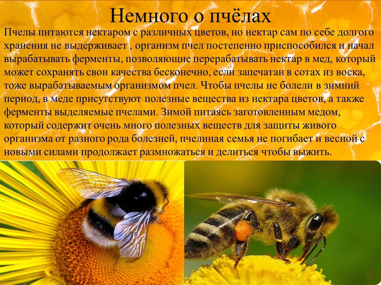 Презентація на тему «Мёд» - Слайд #8 Презентація на тему «Мёд» - Слайд #8