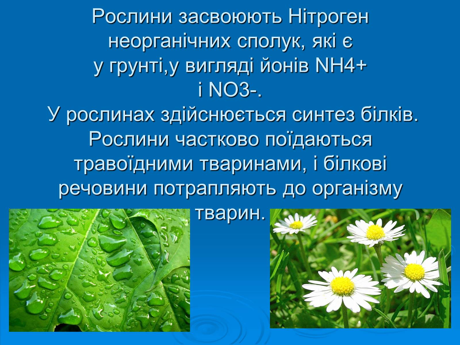 Презентація на тему «Колообіг нітрогену» (варіант 2) - Слайд #10 Презентація на тему «Колообіг нітрогену» (варіант 2) - Слайд #10