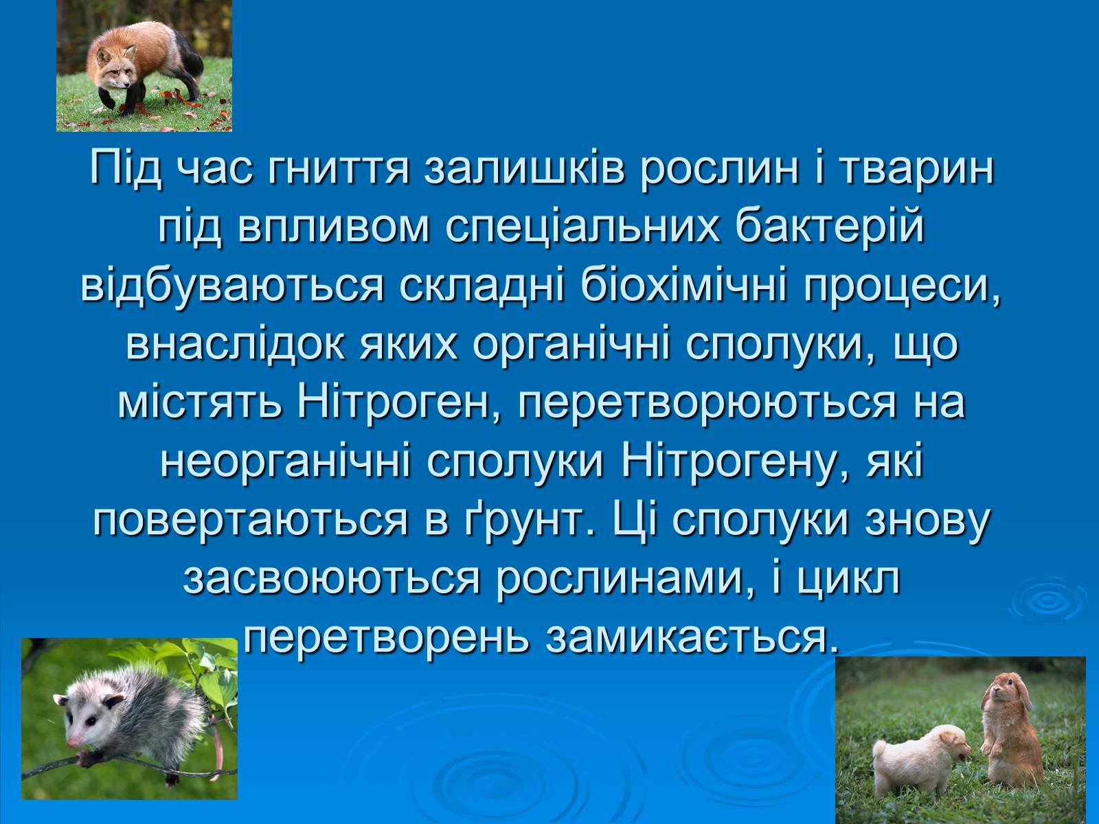 Презентація на тему «Колообіг нітрогену» (варіант 2) - Слайд #11 Презентація на тему «Колообіг нітрогену» (варіант 2) - Слайд #11
