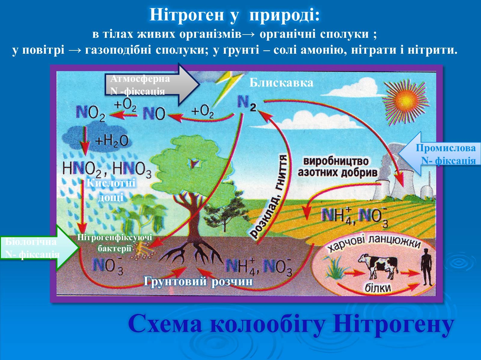 Презентація на тему «Колообіг нітрогену» (варіант 2) - Слайд #7 Презентація на тему «Колообіг нітрогену» (варіант 2) - Слайд #7