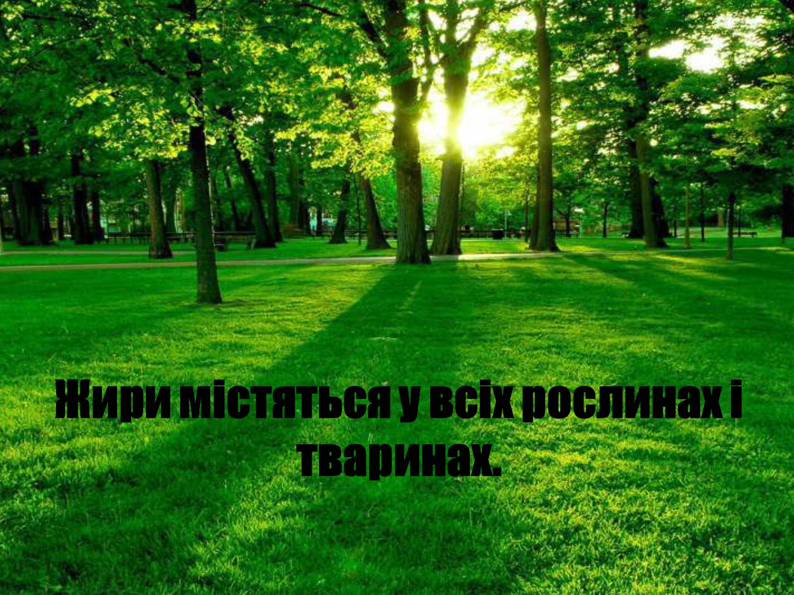 Презентація на тему «Жири» (варіант 1) - Слайд #24 Презентація на тему «Жири» (варіант 1) - Слайд #24