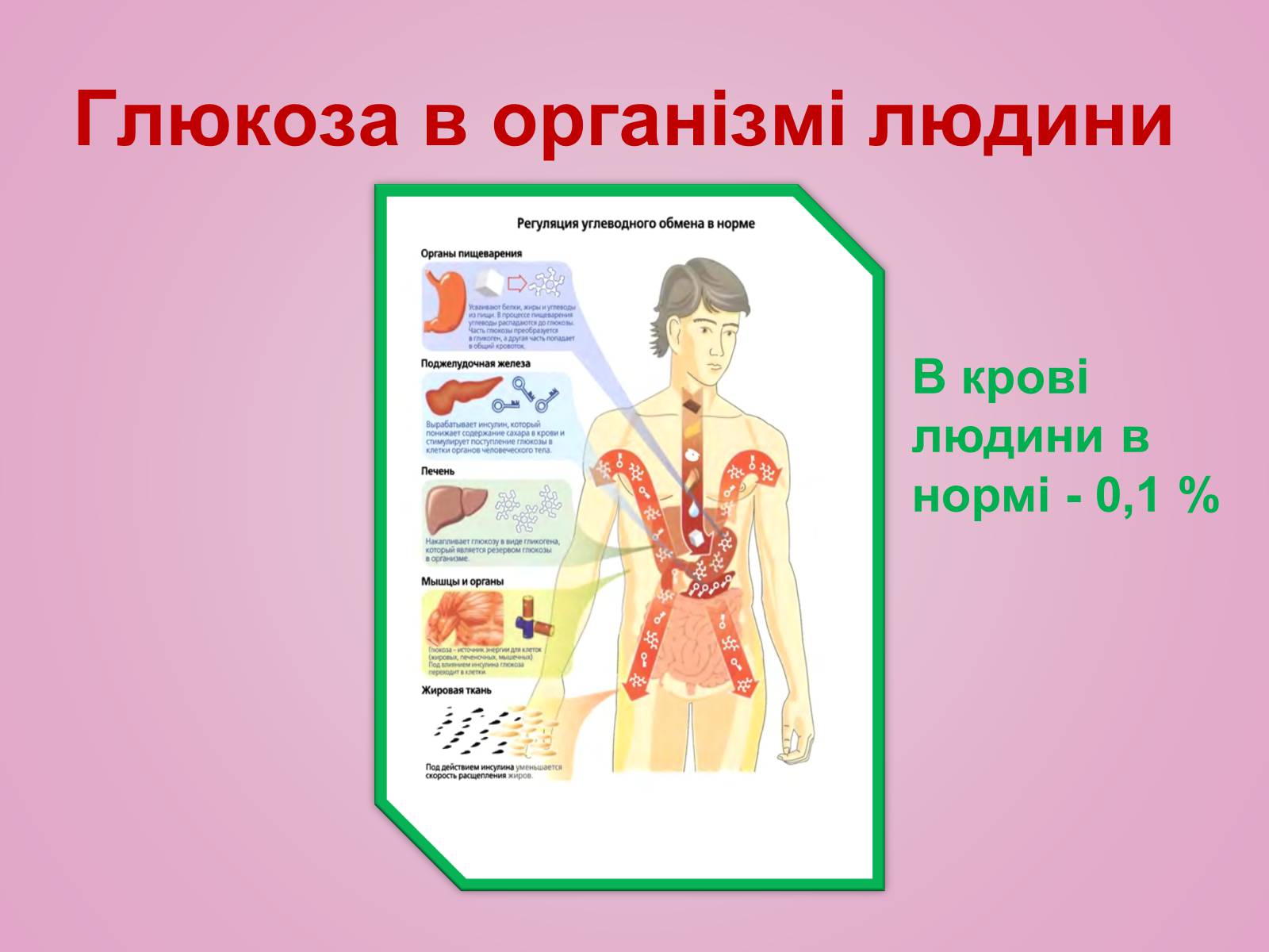 Презентація на тему «Вуглеводи як компоненти їжі, їх роль у житті людини» (варіант 28) - Слайд #10 Презентація на тему «Вуглеводи як компоненти їжі, їх роль у житті людини» (варіант 28) - Слайд #10