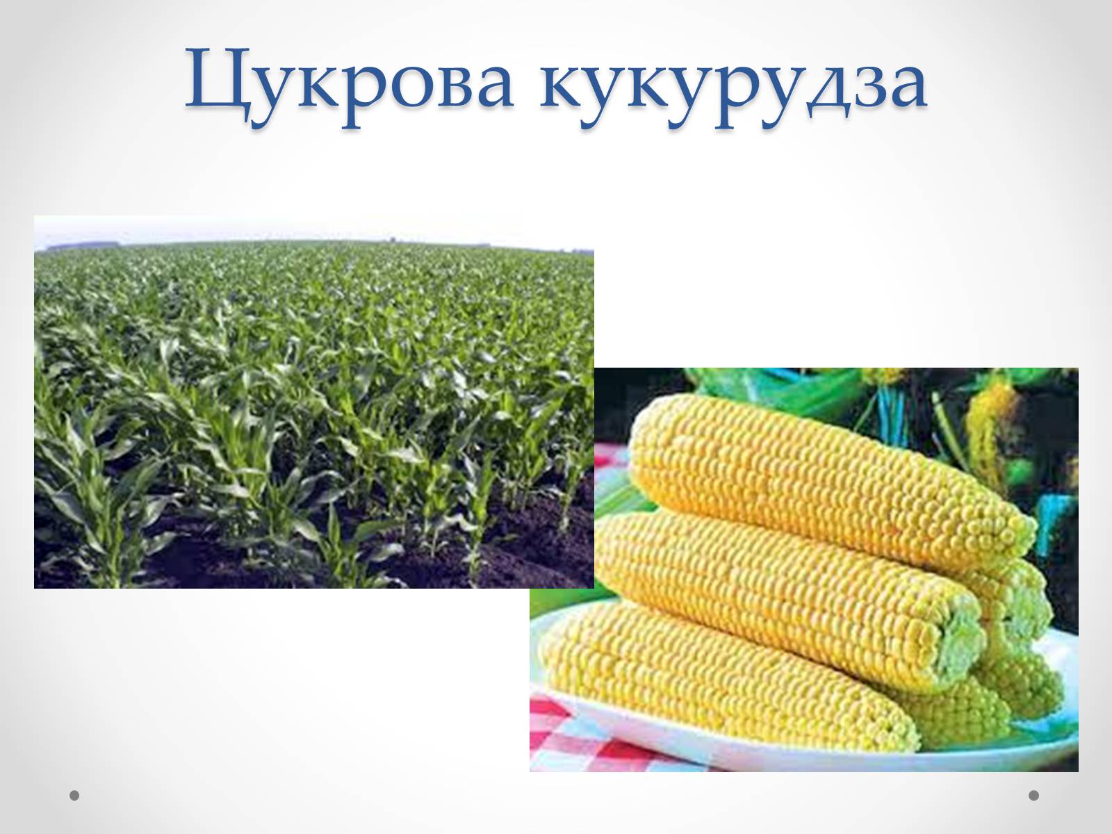 Презентація на тему «Виробництво цукру» - Слайд #6 Презентація на тему «Виробництво цукру» - Слайд #6