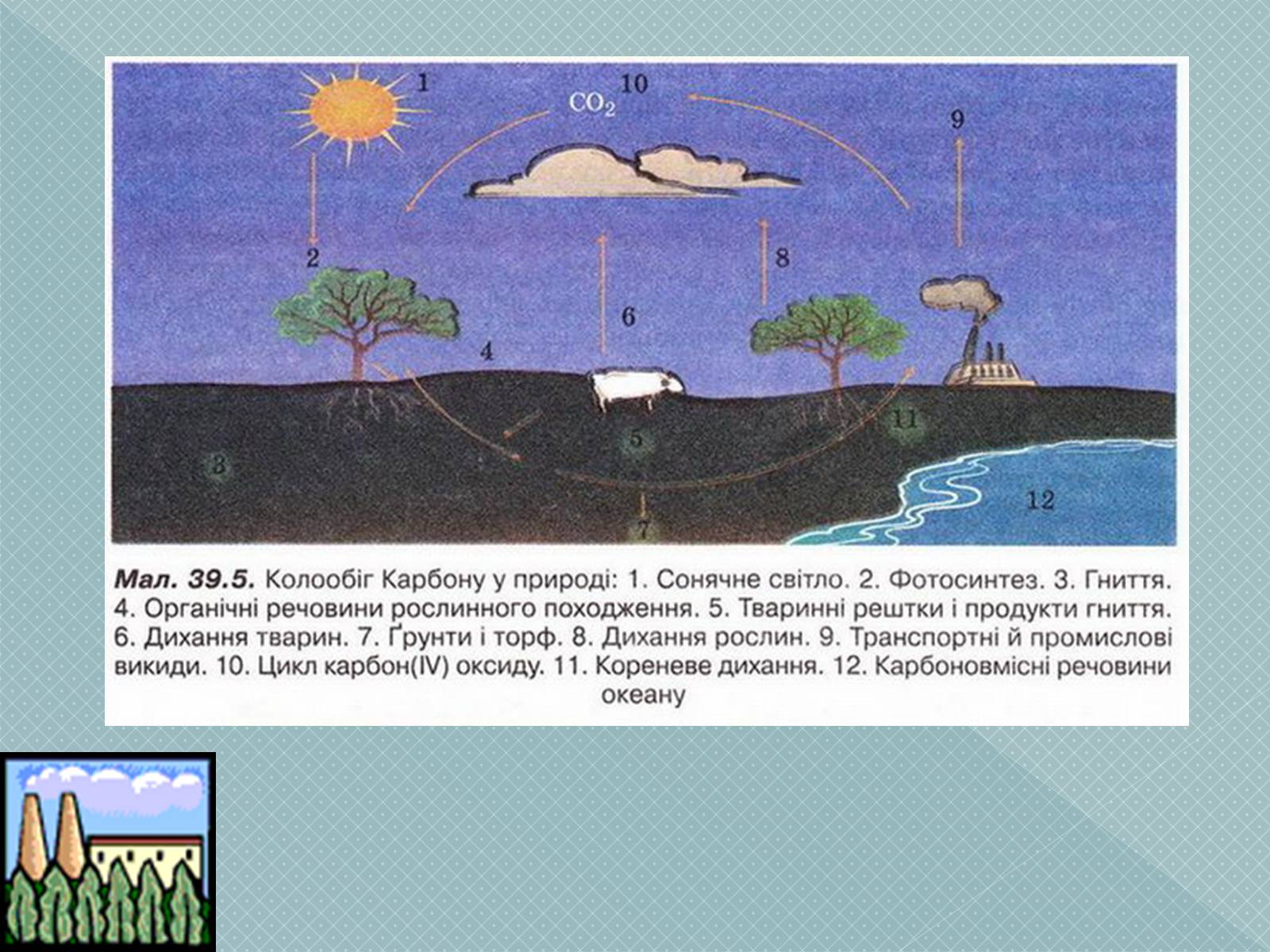 Презентація на тему «Колообіг Оксигену, Нітрогену, Карбону в природі» (варіант 2) - Слайд #6 Презентація на тему «Колообіг Оксигену, Нітрогену, Карбону в природі» (варіант 2) - Слайд #6
