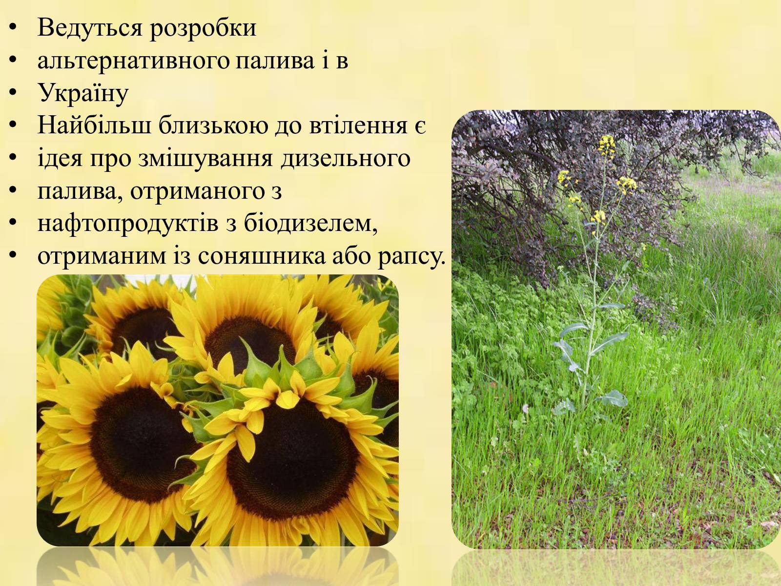 Презентація на тему «Альтернативні види палива» (варіант 1) - Слайд #11 Презентація на тему «Альтернативні види палива» (варіант 1) - Слайд #11