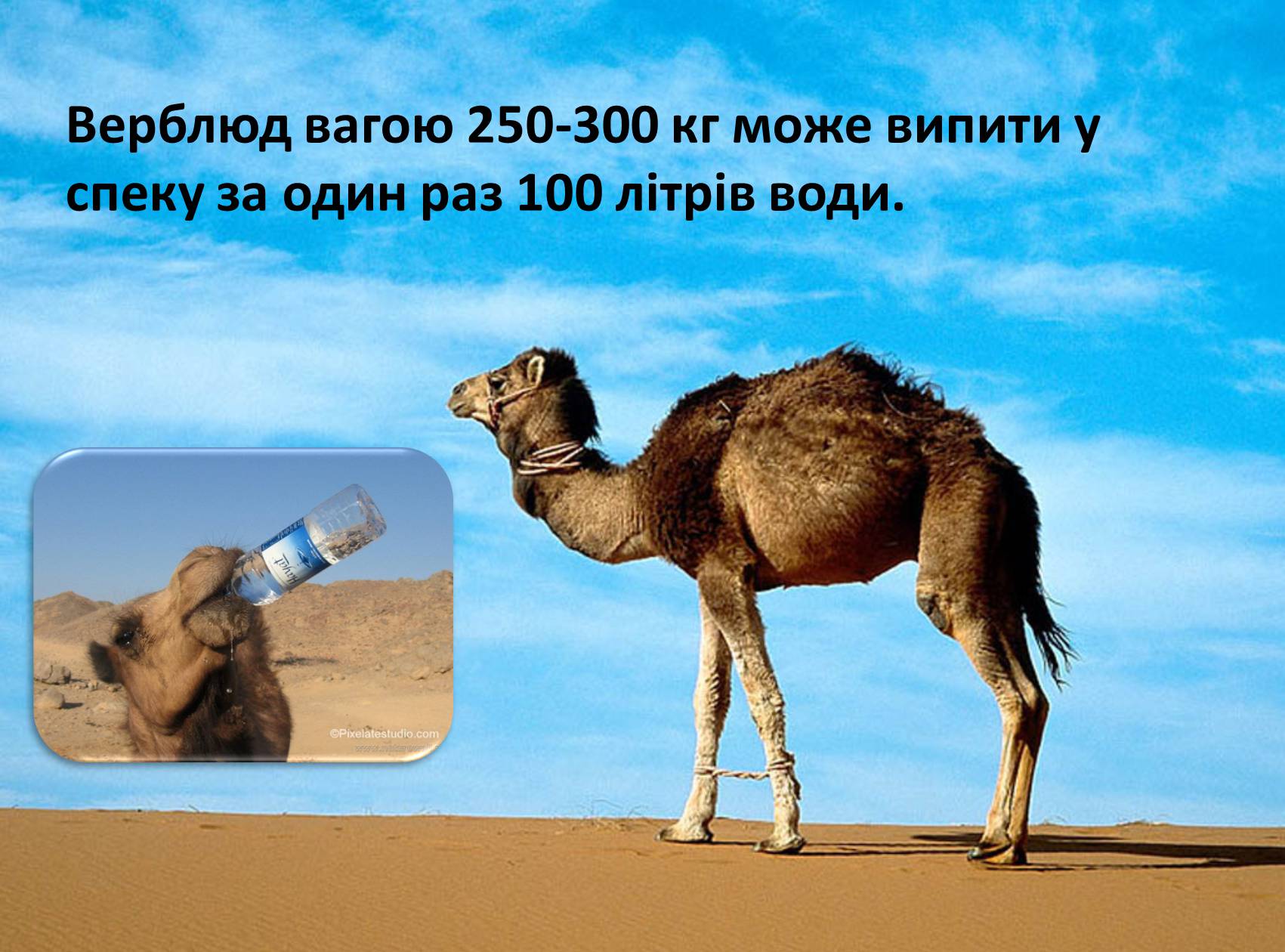 Презентація на тему «Вода» (варіант 8) - Слайд #25 Презентація на тему «Вода» (варіант 8) - Слайд #25