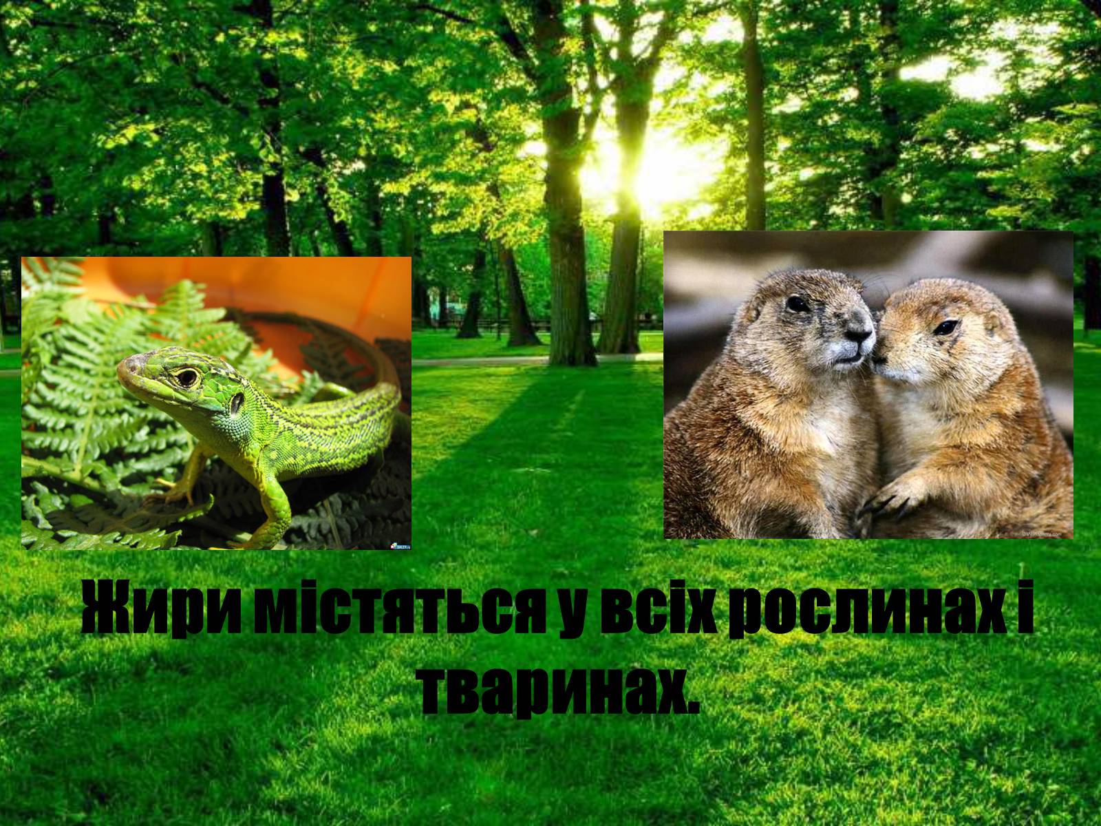 Презентація на тему «Жири» (варіант 16) - Слайд #5 Презентація на тему «Жири» (варіант 16) - Слайд #5