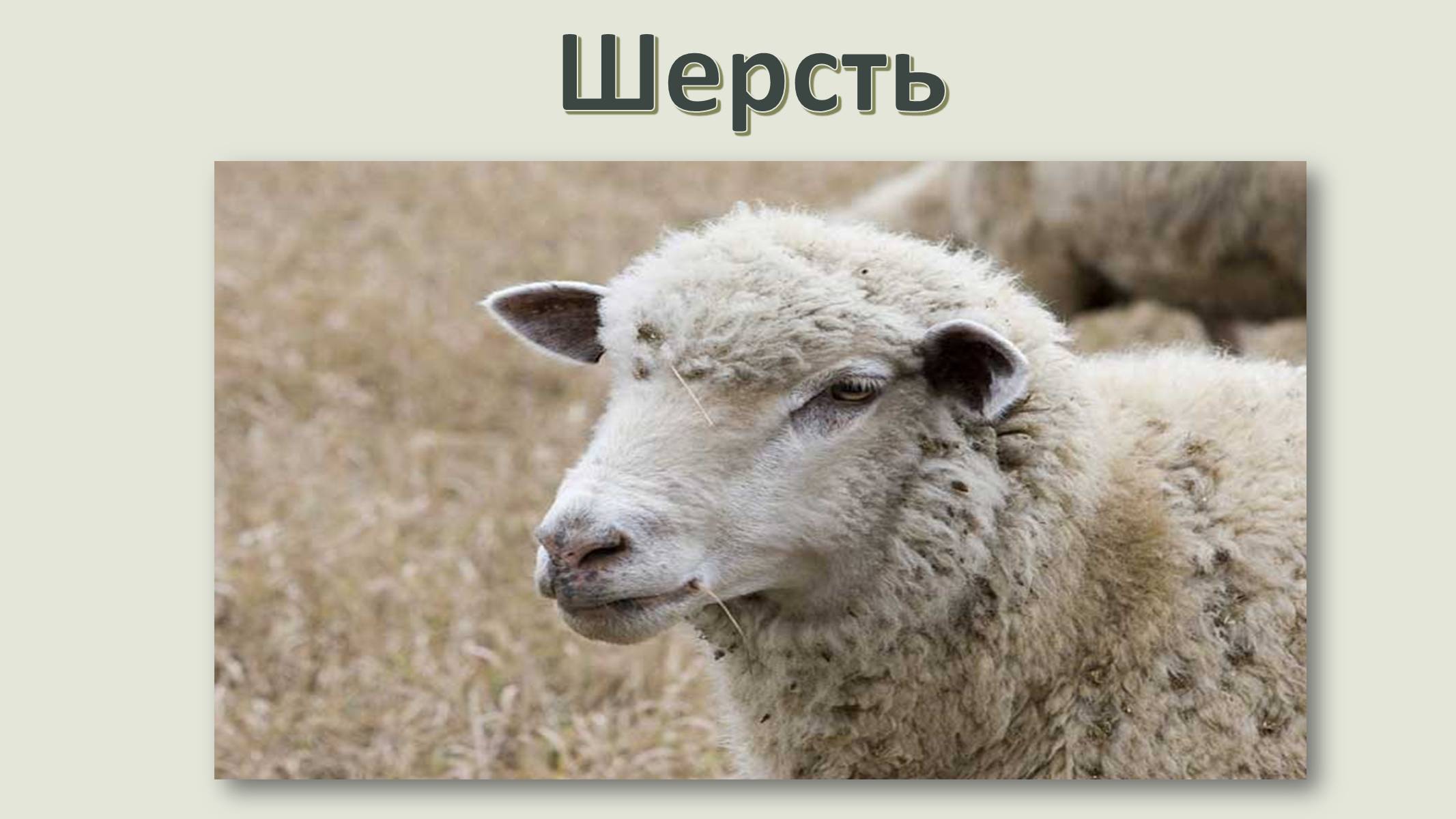 Презентація на тему «Волокна» (варіант 4) - Слайд #11 Презентація на тему «Волокна» (варіант 4) - Слайд #11