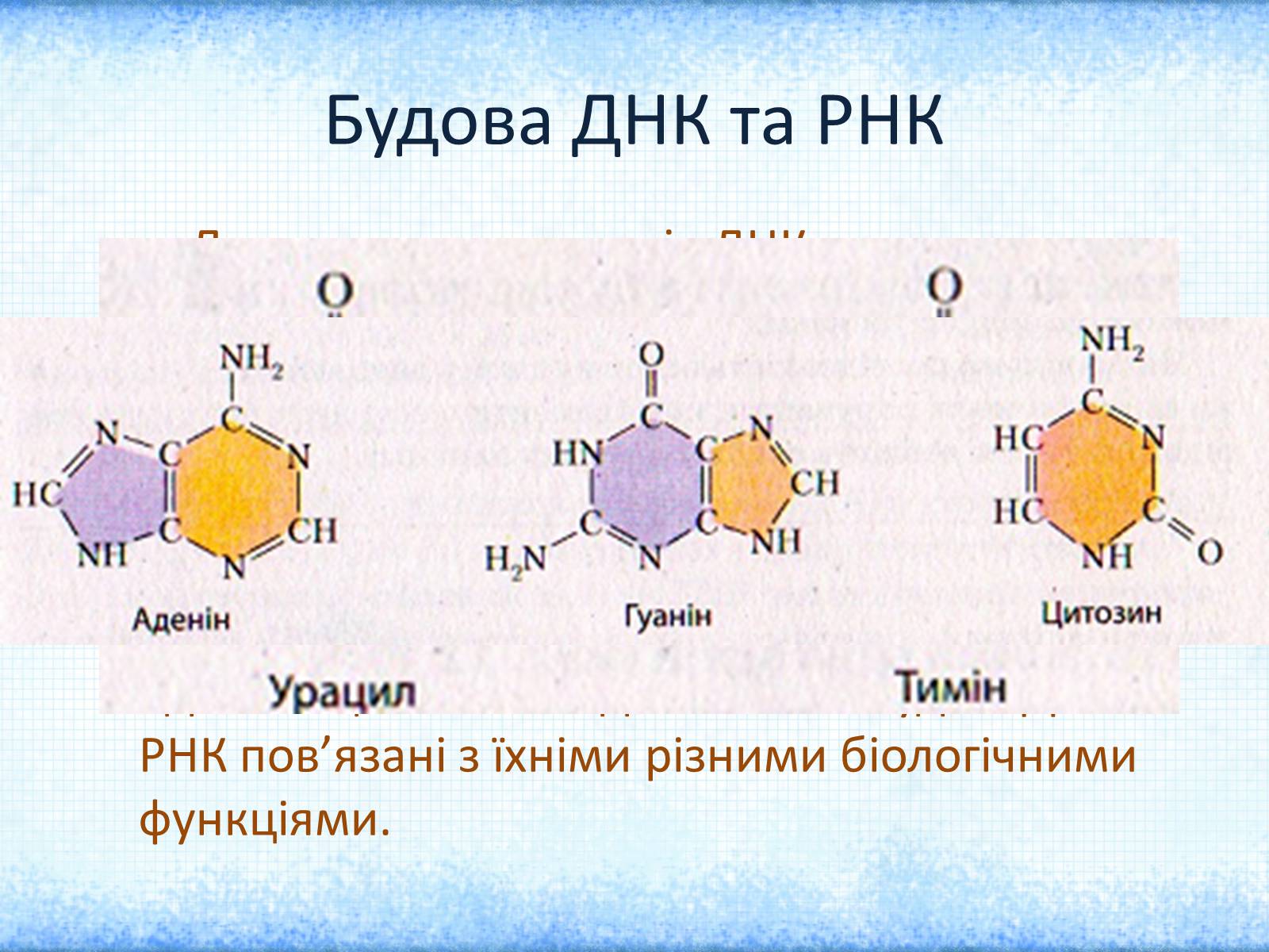 Презентація на тему «Нуклеїнові кислоти» (варіант 1) - Слайд #12 Презентація на тему «Нуклеїнові кислоти» (варіант 1) - Слайд #12
