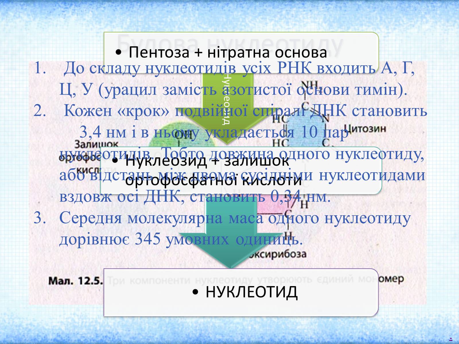 Презентація на тему «Нуклеїнові кислоти» (варіант 1) - Слайд #3 Презентація на тему «Нуклеїнові кислоти» (варіант 1) - Слайд #3