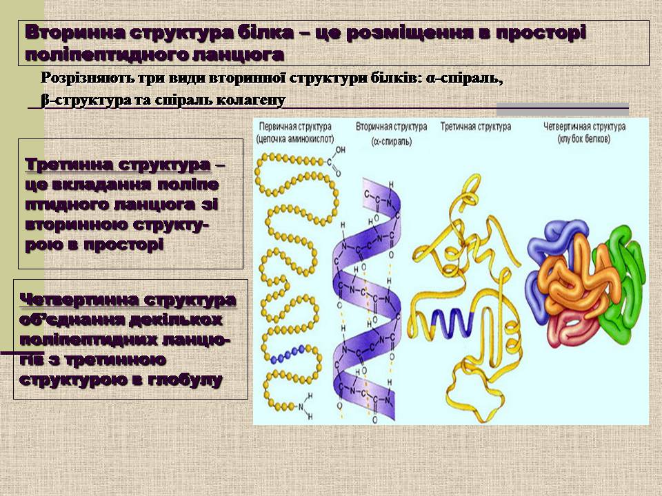 Презентація на тему «Амінокислоти. Пептиди. Білки» - Слайд #17 Презентація на тему «Амінокислоти. Пептиди. Білки» - Слайд #17