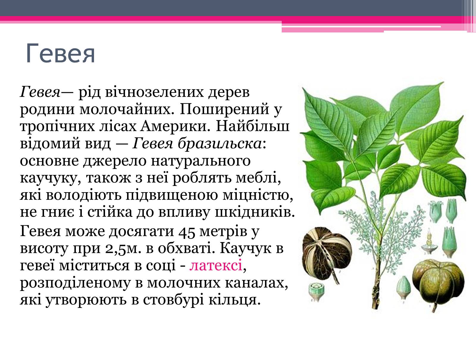 Презентація на тему «Природний каучук» - Слайд #5 Презентація на тему «Природний каучук» - Слайд #5