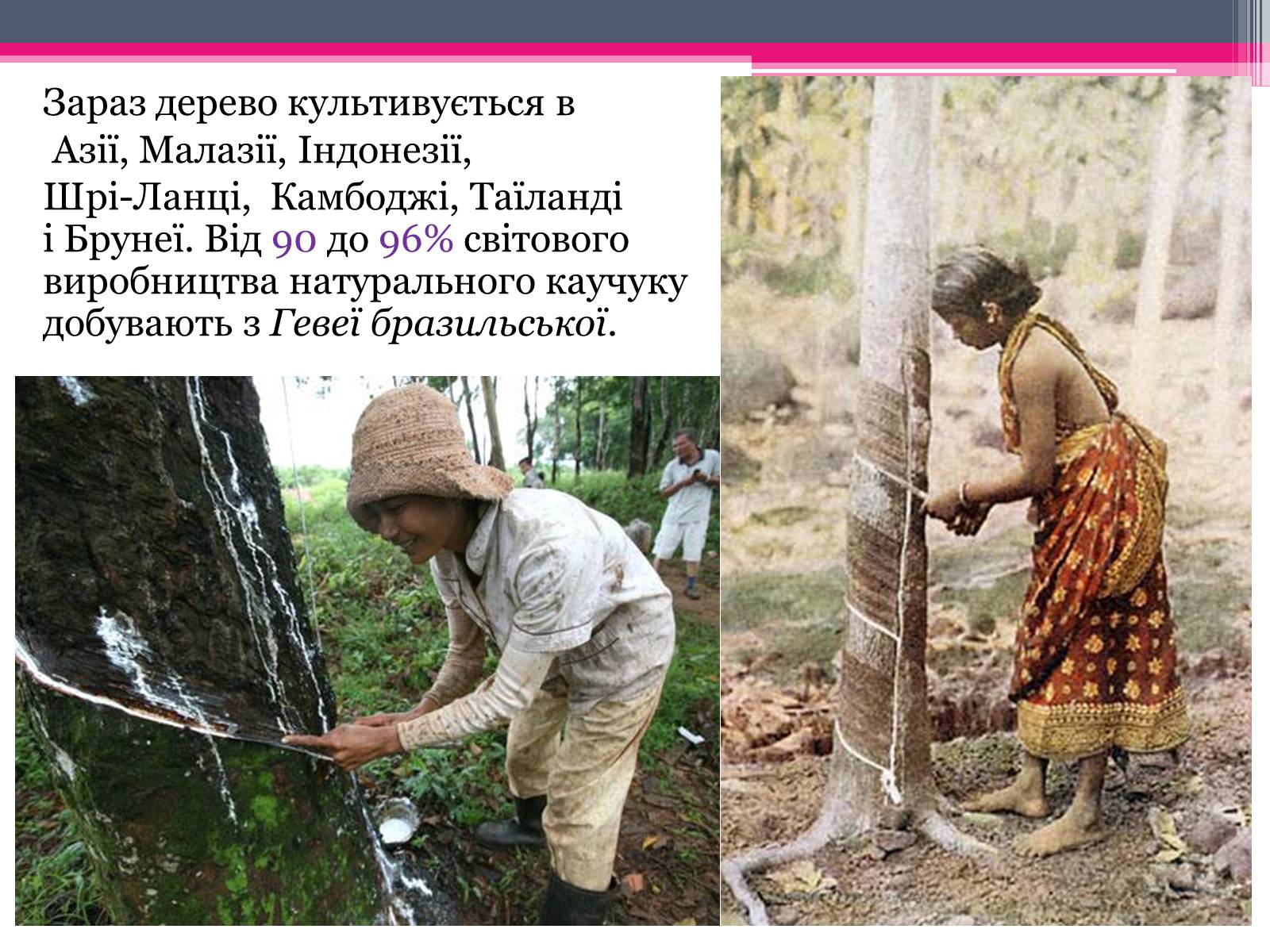 Презентація на тему «Природний каучук» - Слайд #7 Презентація на тему «Природний каучук» - Слайд #7