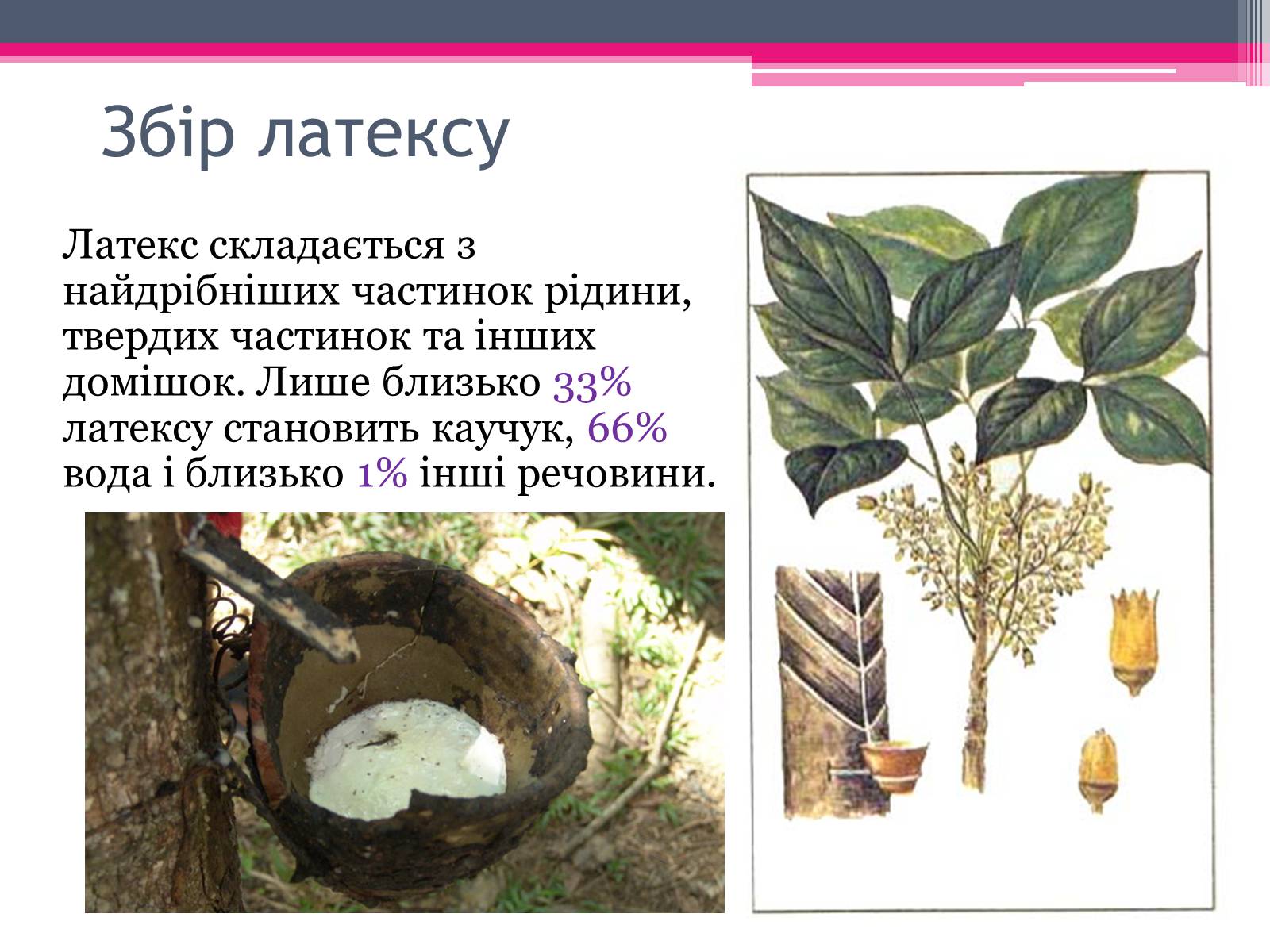 Презентація на тему «Природний каучук» - Слайд #8 Презентація на тему «Природний каучук» - Слайд #8