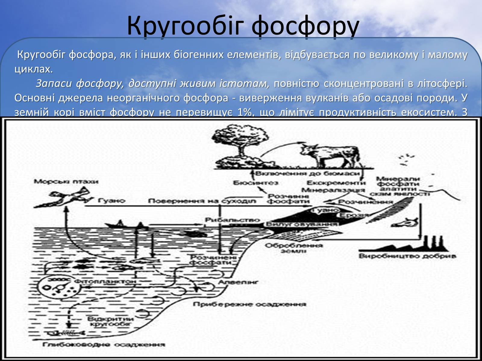 Презентація на тему «Колообіг фосфору у природі» - Слайд #5 Презентація на тему «Колообіг фосфору у природі» - Слайд #5