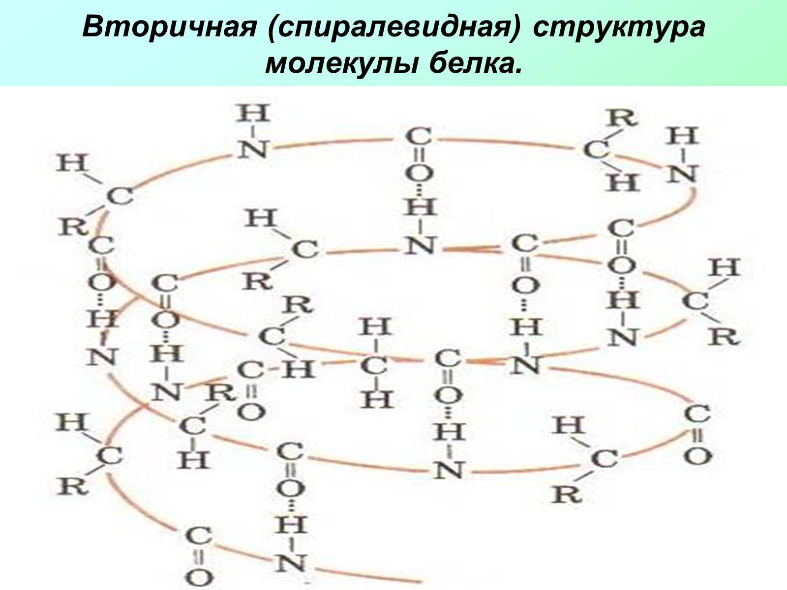 Презентація на тему «Вещества, входящие в состав живых организмов» - Слайд #7 Презентація на тему «Вещества, входящие в состав живых организмов» - Слайд #7