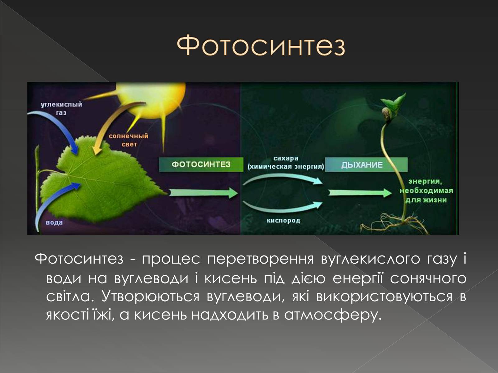 Презентація на тему «Хімічна дія світла» - Слайд #5 Презентація на тему «Хімічна дія світла» - Слайд #5