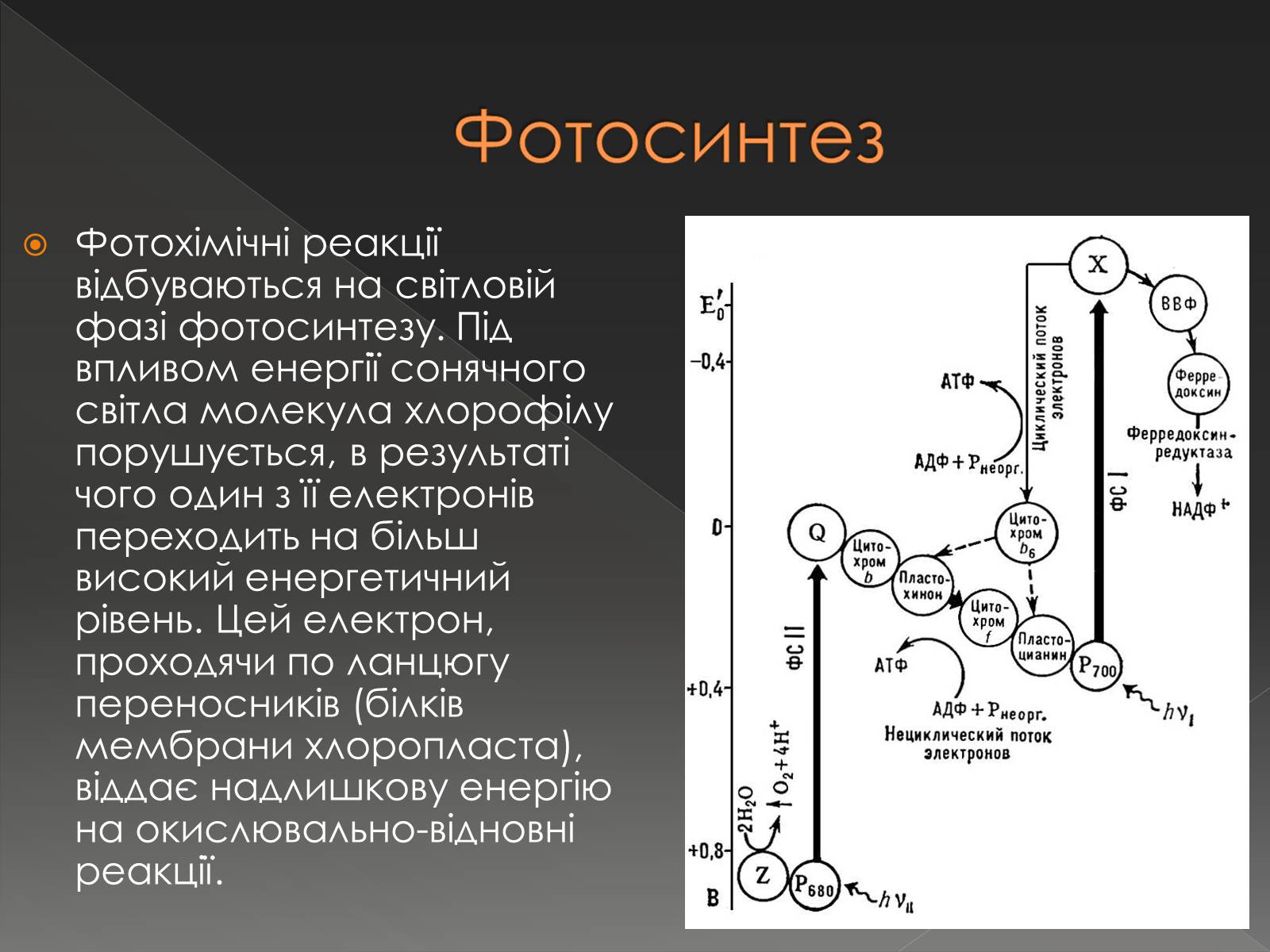 Презентація на тему «Хімічна дія світла» - Слайд #7 Презентація на тему «Хімічна дія світла» - Слайд #7