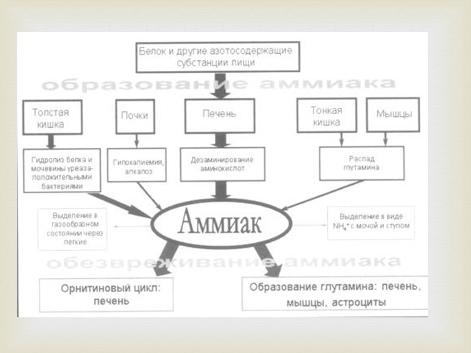 Презентація на тему «Аммиак» - Слайд #6 Презентація на тему «Аммиак» - Слайд #6