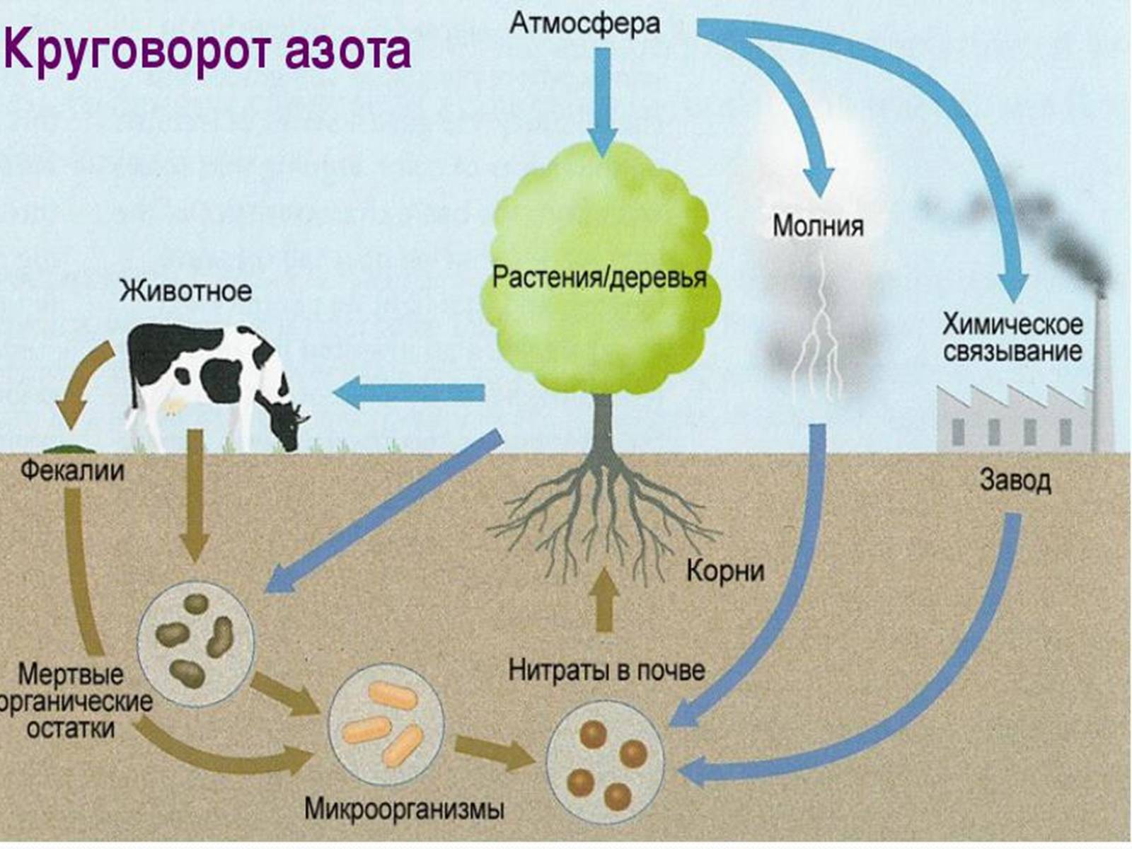 Презентація на тему «Кругообіг Нітрогену» (варіант 1) - Слайд #8 Презентація на тему «Кругообіг Нітрогену» (варіант 1) - Слайд #8