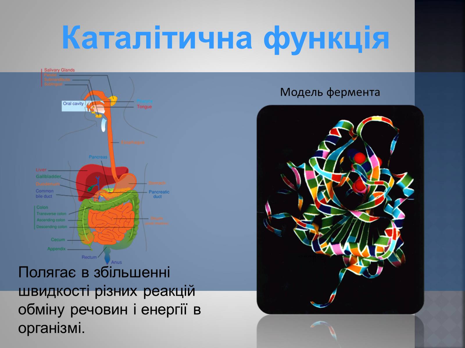 Презентація на тему «Хімія та їжа» (варіант 1) - Слайд #21 Презентація на тему «Хімія та їжа» (варіант 1) - Слайд #21