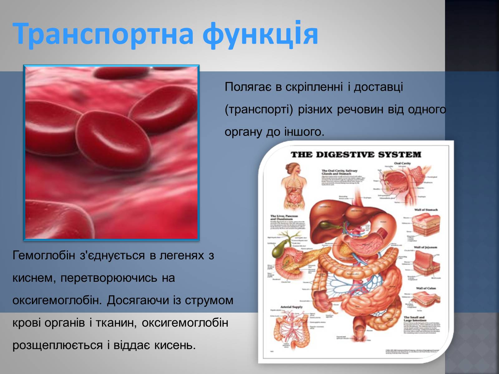 Презентація на тему «Хімія та їжа» (варіант 1) - Слайд #22 Презентація на тему «Хімія та їжа» (варіант 1) - Слайд #22