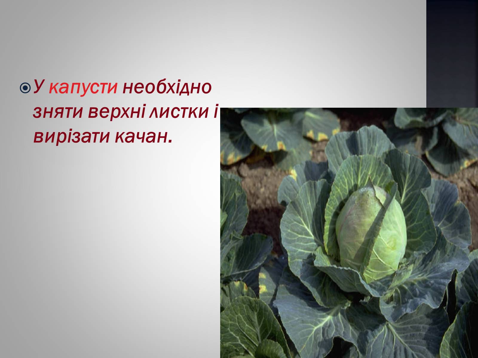 Презентація на тему «Хімія та їжа» (варіант 1) - Слайд #48 Презентація на тему «Хімія та їжа» (варіант 1) - Слайд #48