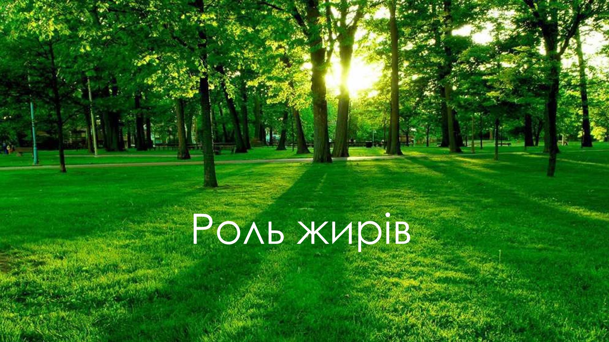 Презентація на тему «Жири» (варіант 6) - Слайд #13 Презентація на тему «Жири» (варіант 6) - Слайд #13