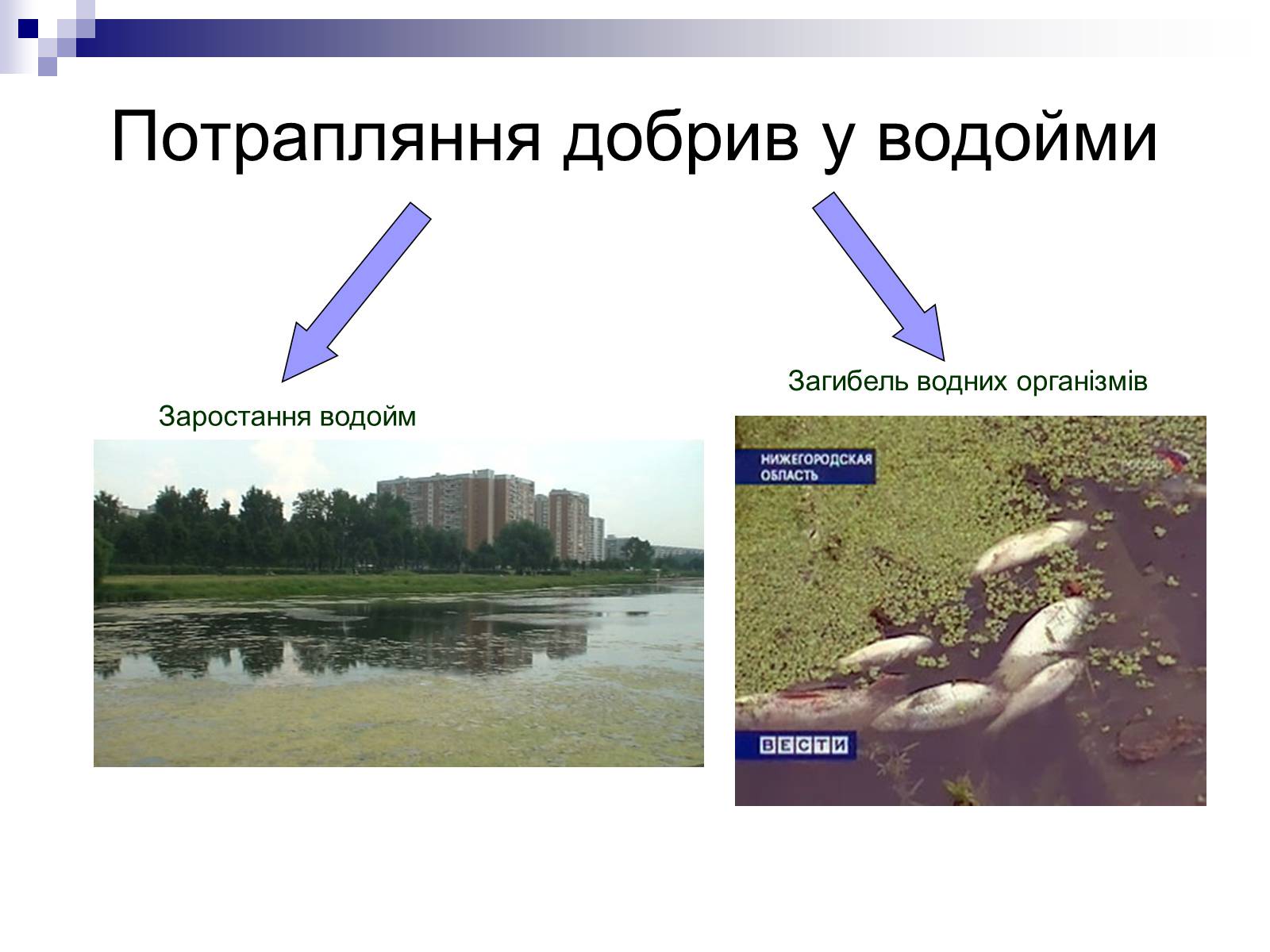 Презентація на тему «Мінеральні добрива» (варіант 2) - Слайд #13 Презентація на тему «Мінеральні добрива» (варіант 2) - Слайд #13