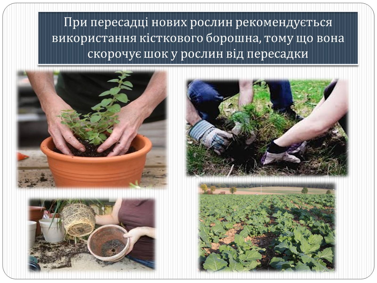 Презентація на тему «Фосфатні добрива у нашому житті» - Слайд #14 Презентація на тему «Фосфатні добрива у нашому житті» - Слайд #14
